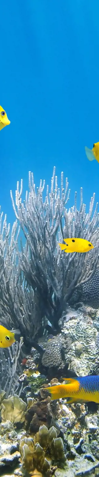 Abtauchen in Fernando de Noronha